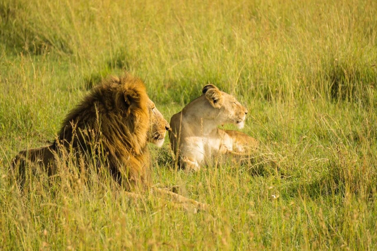 The Gir Harmony Hotel Sasan Gir Eksteriør billede